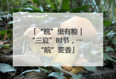 “皖”里有粮｜“三夏”时节，一“皖”麦香
