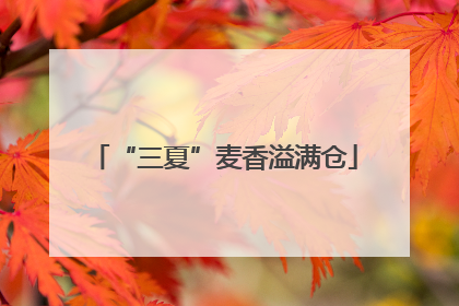 “三夏”麦香溢满仓