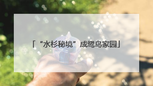 “水杉秘境”成鹭鸟家园