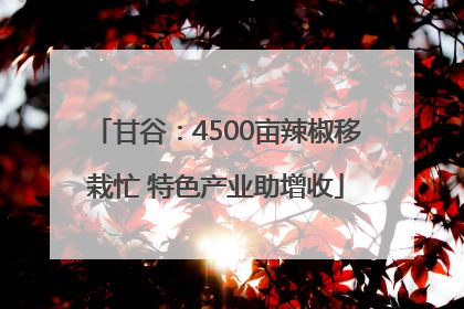 甘谷：4500亩辣椒移栽忙 特色产业助增收