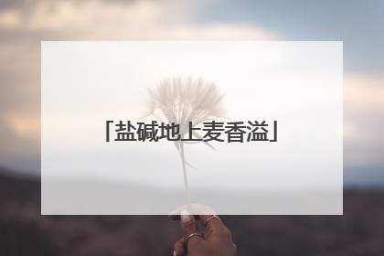 盐碱地上麦香溢