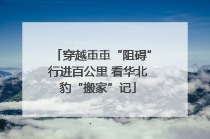 穿越重重“阻碍”行进百公里 看华北豹“搬家”记