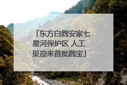 东方白鹳安家七星河保护区 人工巢迎来首批鹳宝
