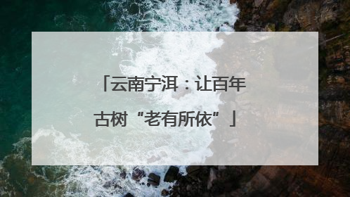 云南宁洱：让百年古树“老有所依”