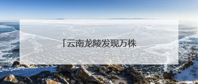 云南龙陵发现万株野生云南大百合