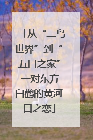 从“二鸟世界”到“五口之家” 一对东方白鹳的黄河口之恋