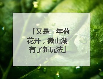 又是一年荷花开，微山湖有了新玩法