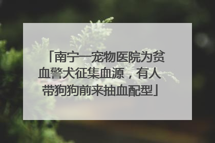 南宁一宠物医院为贫血警犬征集血源，有人带狗狗前来抽血配型