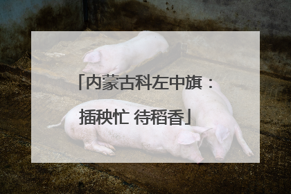 内蒙古科左中旗：插秧忙 待稻香