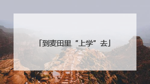 到麦田里“上学”去
