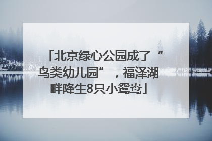北京绿心公园成了“鸟类幼儿园”，福泽湖畔降生8只小鸳鸯