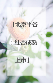 北京平谷：红杏成熟上市