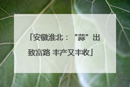 安徽淮北：“蒜”出致富路 丰产又丰收