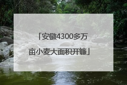 安徽4300多万亩小麦大面积开镰