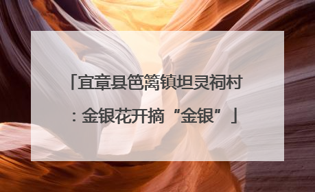 宜章县笆篱镇坦灵祠村：金银花开摘“金银”