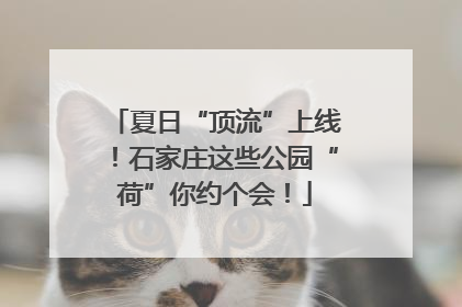 夏日“顶流”上线！石家庄这些公园“荷”你约个会！