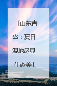 山东青岛：夏日湿地尽显生态美