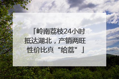 岭南荔枝24小时抵达湖北，产销两旺性价比真“给荔”