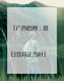 广西梧州：夏日赏荷正当时