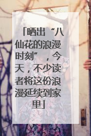 晒出“八仙花的浪漫时刻”，今天，不少读者将这份浪漫延续到家里