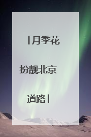 月季花扮靓北京道路