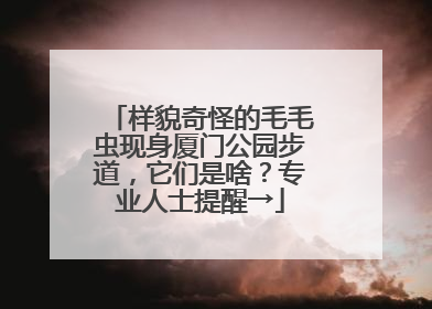 样貌奇怪的毛毛虫现身厦门公园步道，它们是啥？专业人士提醒→