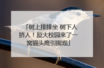 树上排排坐 树下人挤人！厦大校园来了一窝猫头鹰引围观
