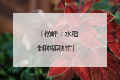 横峰：水稻制种插秧忙