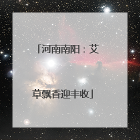 河南南阳：艾草飘香迎丰收