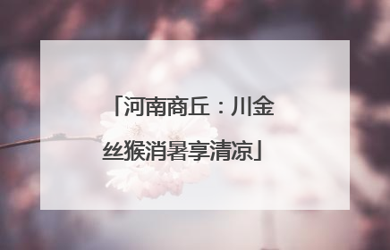 河南商丘：川金丝猴消暑享清凉
