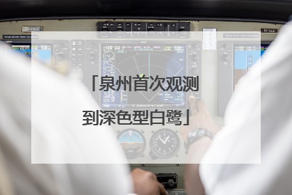 泉州首次观测到深色型白鹭