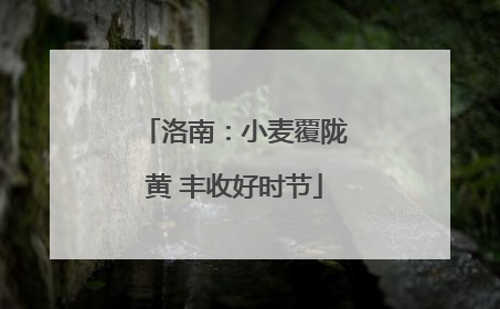洛南：小麦覆陇黄 丰收好时节