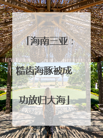 海南三亚：糙齿海豚被成功放归大海
