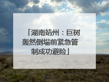 湖南靖州：巨树轰然倒塌前紧急管制成功避险