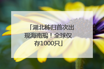湖北秭归首次出现海南鳽！全球仅存1000只