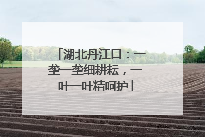 湖北丹江口：一垄一垄细耕耘，一叶一叶精呵护