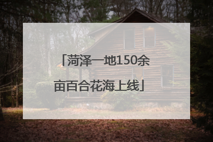 菏泽一地150余亩百合花海上线