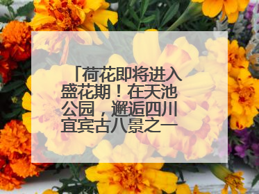 荷花即将进入盛花期！在天池公园，邂逅四川宜宾古八景之一“天池晚照”