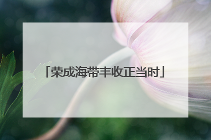 荣成海带丰收正当时