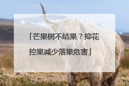芒果树不结果？抑花控果减少落果危害