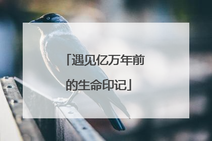 遇见亿万年前的生命印记