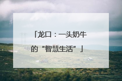 龙口：一头奶牛的“智慧生活”