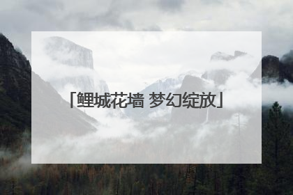 鲤城花墙 梦幻绽放