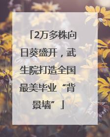 2万多株向日葵盛开，武生院打造全国最美毕业“背景墙”