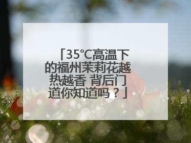 35℃高温下的福州茉莉花越热越香 背后门道你知道吗？