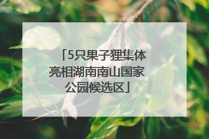 5只果子狸集体亮相湖南南山国家公园候选区